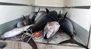 Aumentano le quote tonno per i pescatori siciliani, firmato il decreto