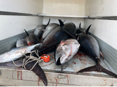 Aumentano le quote tonno per i pescatori siciliani, firmato il decreto