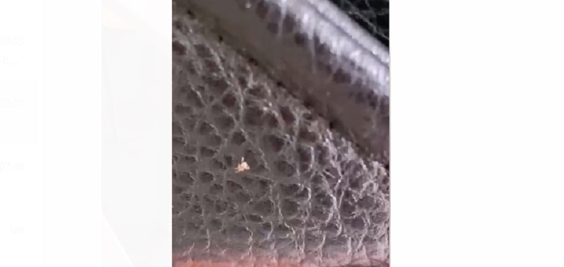 Zecche in una scuola di Siracusa