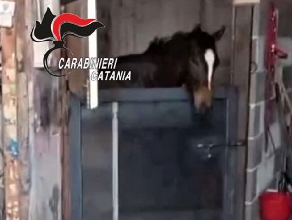Denunciato un uomo nel Catanese per maltrattamento animali, rintracciato per aver partecipato a corse clandestine di cavalli