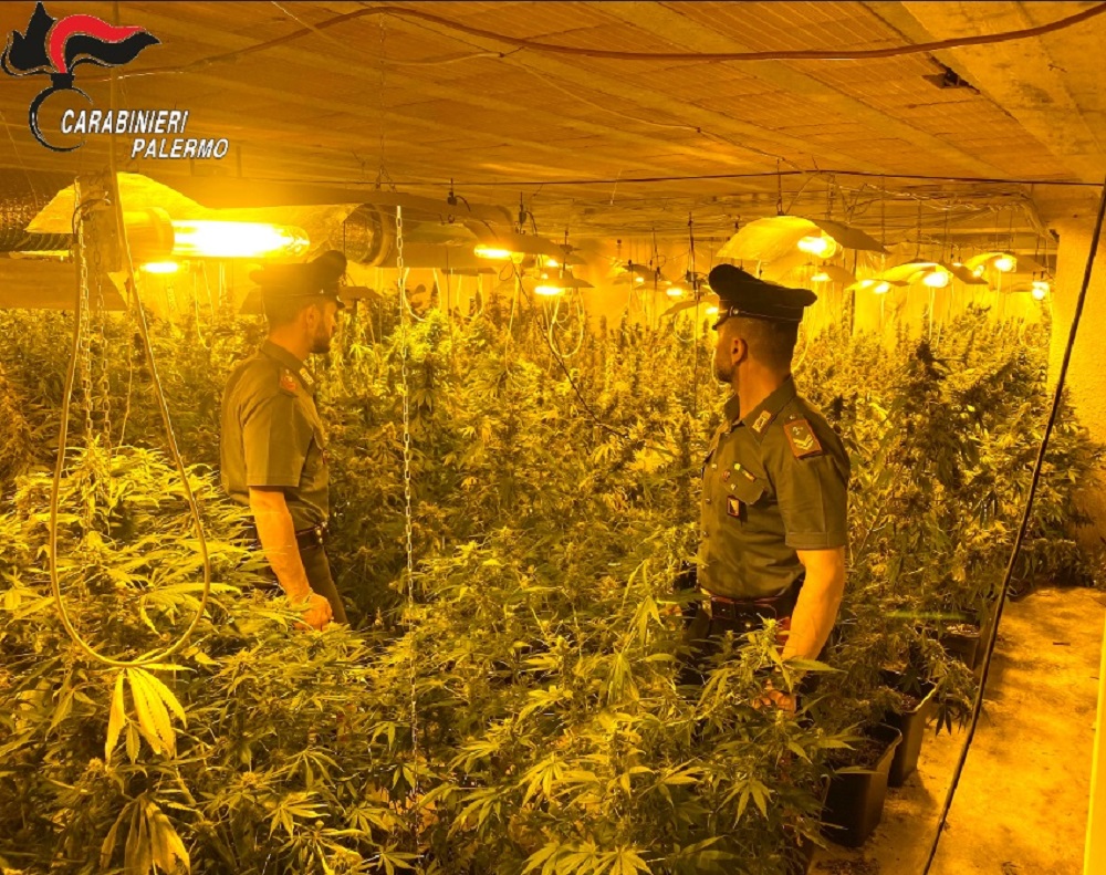 Coltivazione Di Droga Tra Borgetto E Partinico Due Arresti