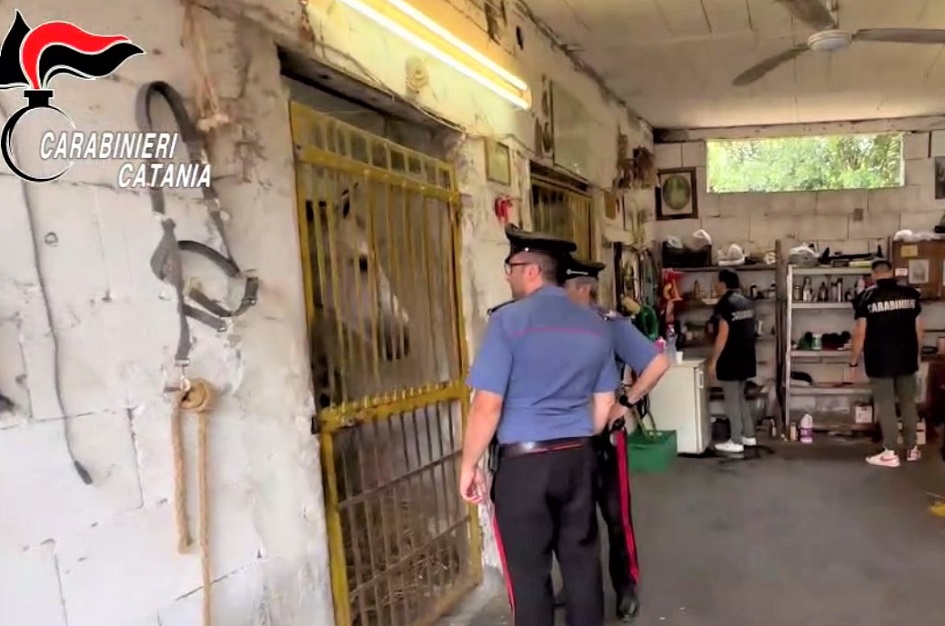 Scoperta dai carabinieri attraverso i social l’ennesima corsa clandestina di cavalli nel catanese, scattano 5 denunce