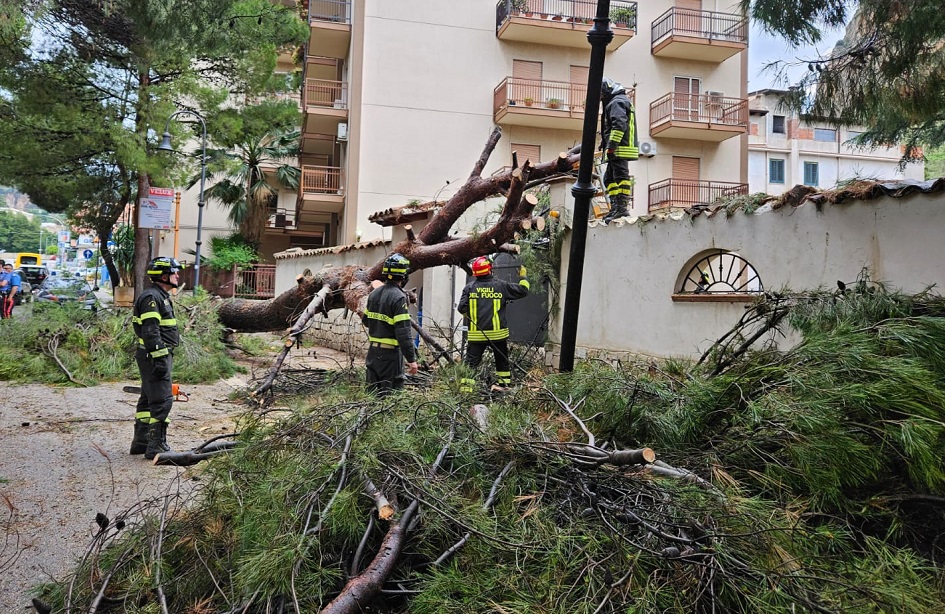 Un enorme albero di pino caduto all’alba a Partinico, si abbatte su un’abitazione, scattano interventi di messa in sicurezza