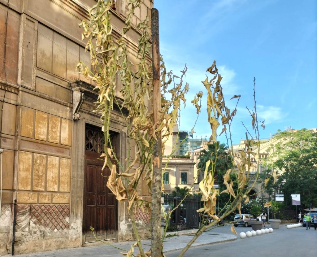 Via Amari piante secche