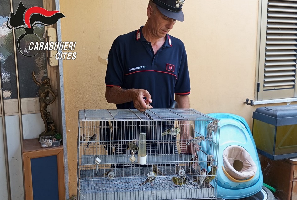 I carabinieri scoprono ben 160 uccellini di specie protetta in una casa del Trapanese, l’uomo denunciato per detenzione illegale di volatili