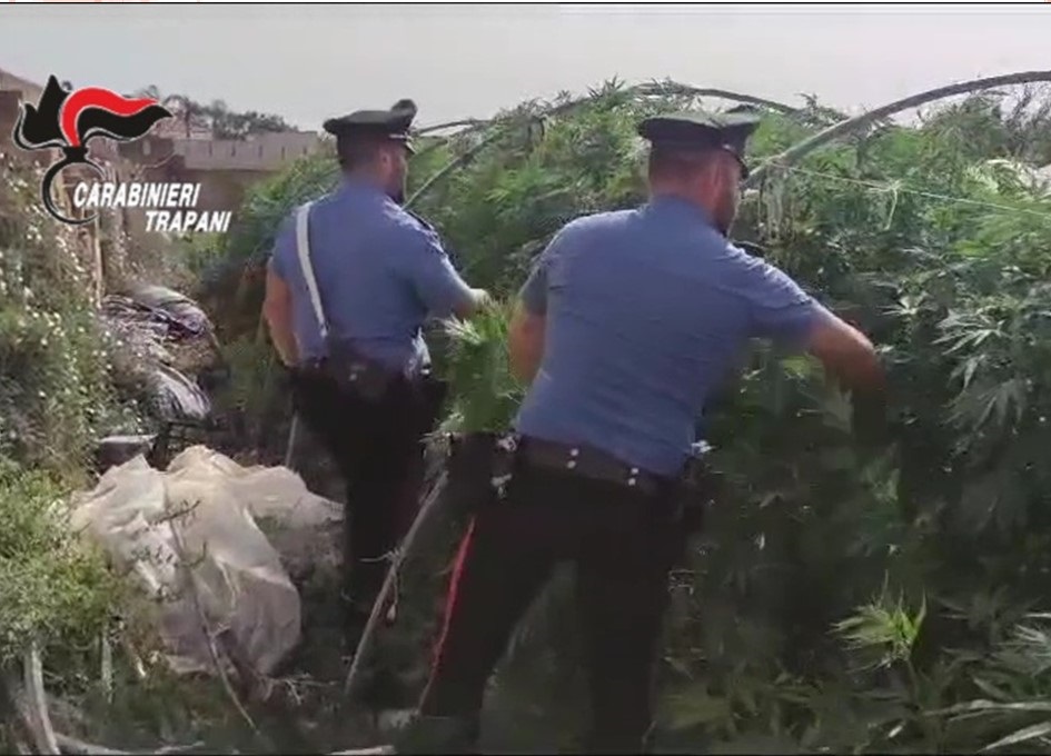Operazione antidroga nelle campagna del Trapanese, scoperte migliaia di piante di marijuana, padre e figlio arrestati