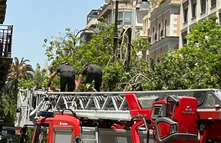 albero spezzato in via Roma