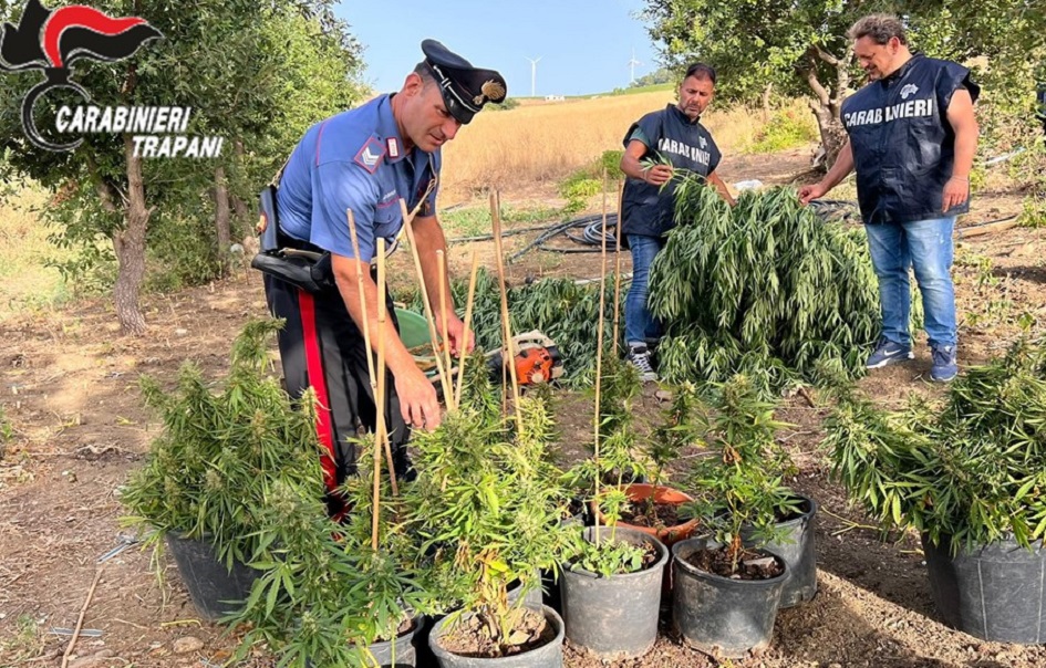 I carabinieri scoprono una piantagione in un borgo disabitato del Trapanese, indagini per risalire ai coltivatori