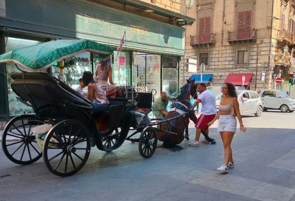 Un cavallo con carrozza stramazza dalla fatica nel centro storico di Palermo, insorgono di nuovo le associazioni animaliste