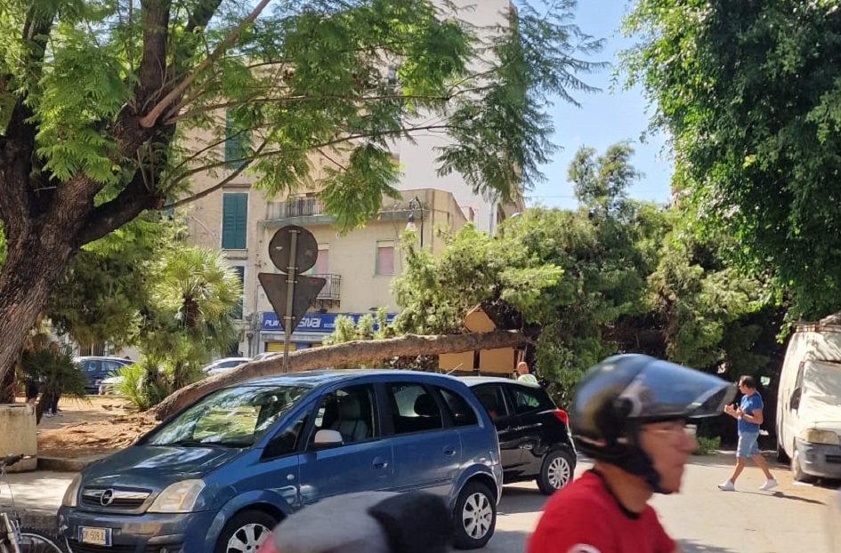 Un albero crolla in centro a Palermo e danneggia alcune auto, tragedia sfiorata e vigili del fuoco al lavoro