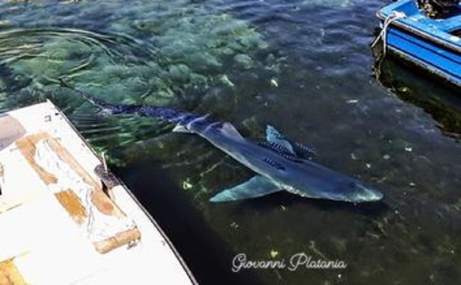 Un lettore racconta a BlogSicilia in quanto testimone l’avvistamento dello squalo al porticciolo Sant’Erasmo di Palermo