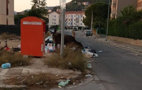 Mucca fra i rifiuti, via Augusta, Palermo