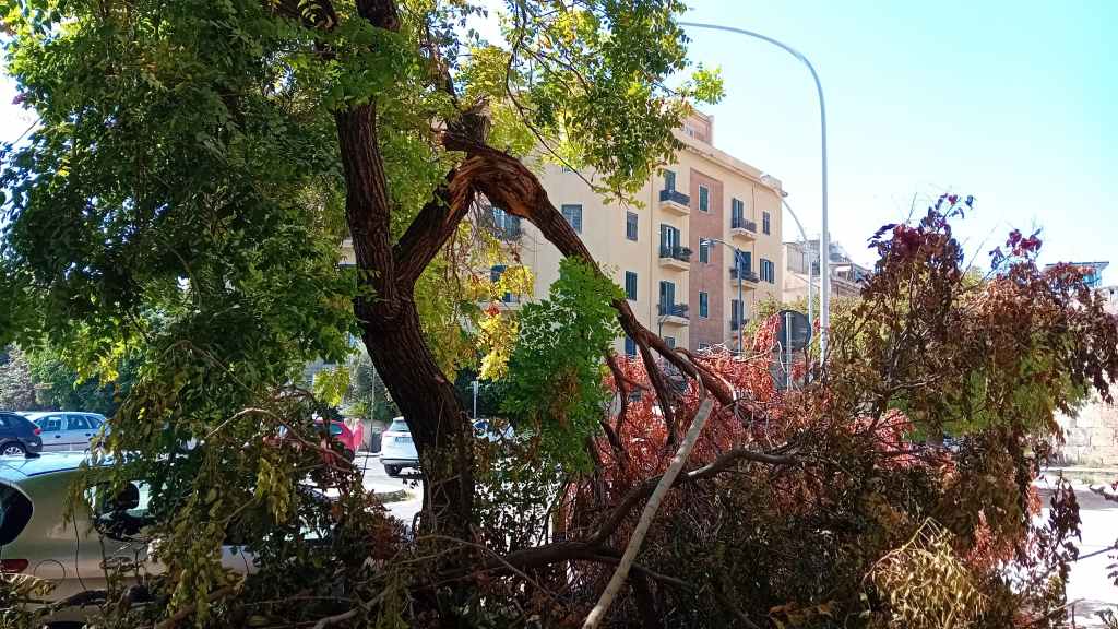 Albero, ramo crollato in via Albanese, Palermo