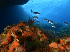 Biodiversità, fino al 24 maggio le domande per l’assistenza tecnica sulla missione Ue “Ripristinare i nostri oceani e le nostre acque”