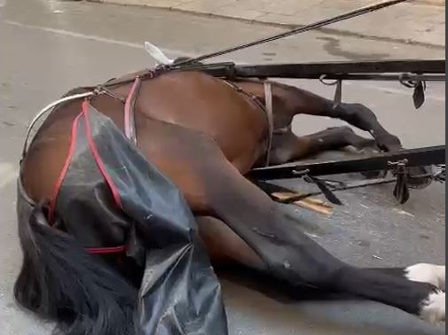 Cavallo accasciato al suolo
