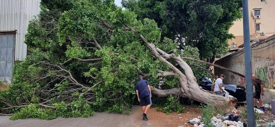 Albero crollato via dell'Arsenale, Palermo