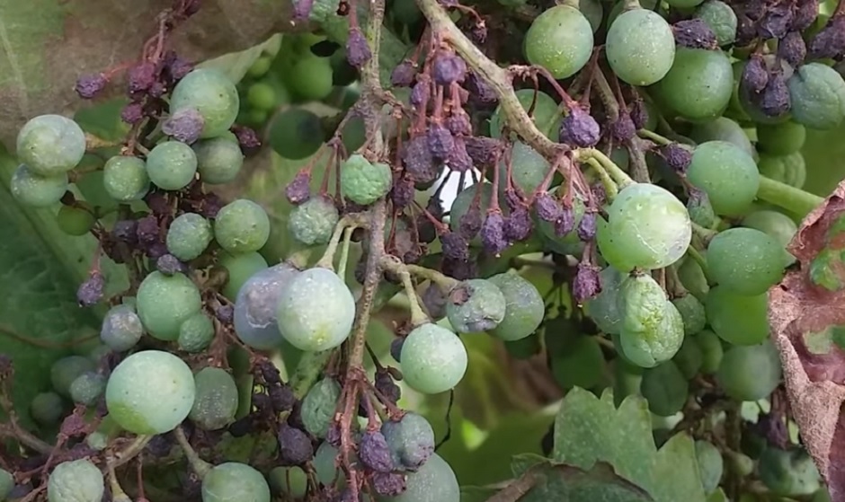 Dalla giunta regionale via libera alla richiesta dello stato di calamità per danni da peronospora in sei province