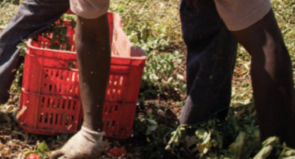 Blitz della polizia in due aziende agricole, i titolari denunciati per sfruttamento del lavoro nei confronti di 16 operai stranieri
