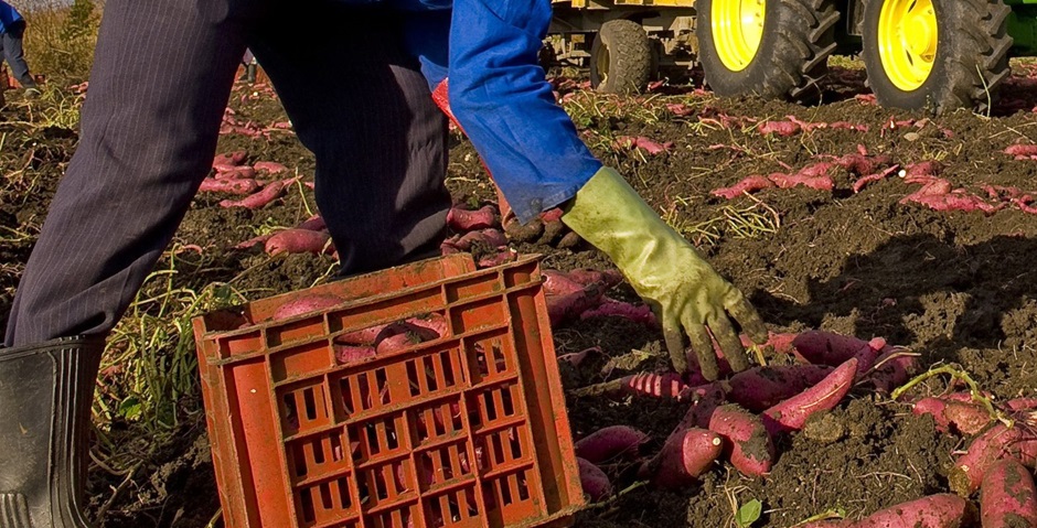 Vasta operazione in tutta Italia contro lo sfruttamento di lavoratori migranti, perquisizioni anche in Sicilia