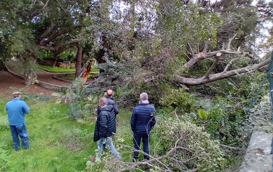 L’ennesimo crollo al Giardino Inglese di Palermo ha spinto il Comune a mettere in campo un monitoraggio per gli alberi a rischio