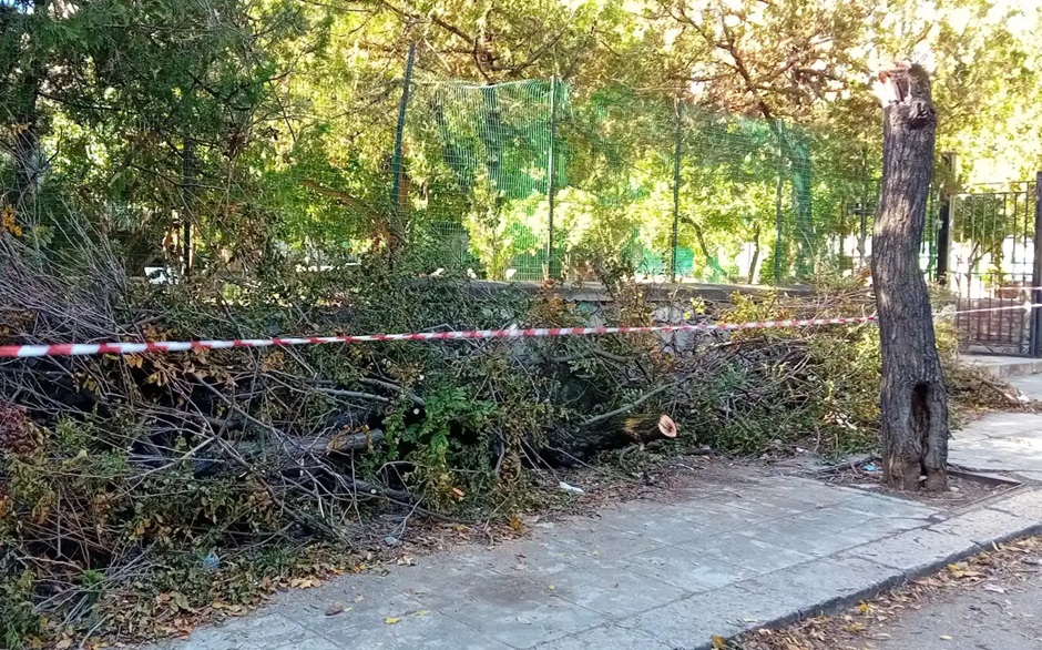 Tra Palermo e provincia nuovi crolli di alberi a causa delle forti raffiche di vento, si aggiungono nuovi danni