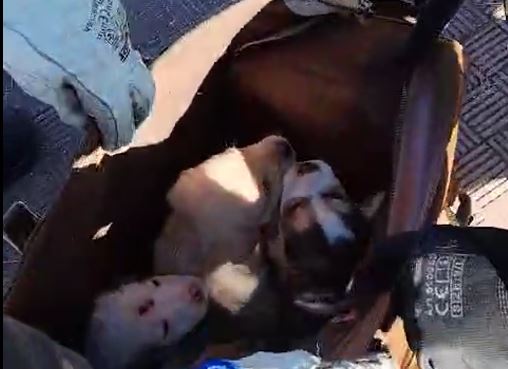 Cuccioli cane salvati dai vigili del fuoco