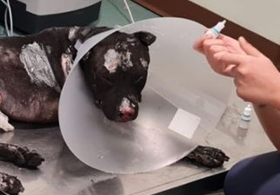 Cane bruciato vivo in via delle Croci a Palermo, animalisti si mobilitano e protestano contro questi atti di crudeltà