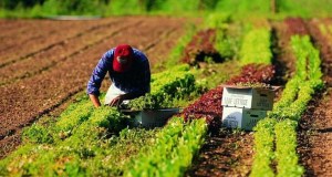 Viabilità rurale, dalla Regione 65 milioni per gli imprenditori agricoli