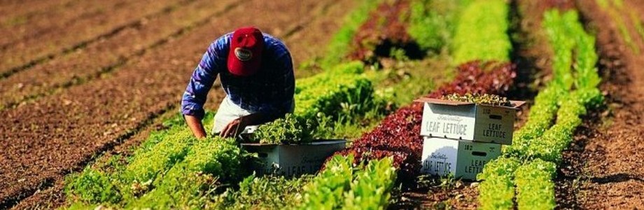Dalla Regione bando da 78 milioni per premiare i progetti dei giovani agricoltori siciliani