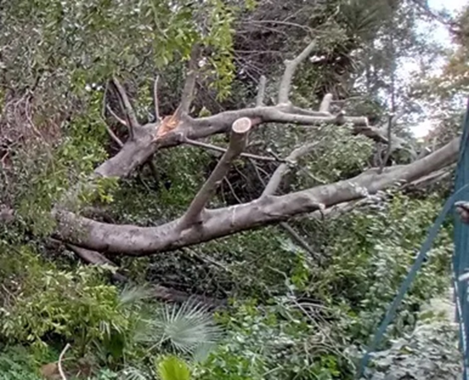 Nella zona Nord di Palermo il forte vento abbatte gli alberi, una ventina i crolli, una decina le auto colpite e danneggiate