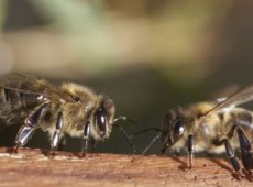 Ecco le graduatorie definitive per la campagna apistica in Sicilia, l’elenco dei beneficiari
