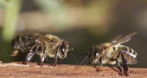 Ecco le graduatorie definitive per la campagna apistica in Sicilia, l’elenco dei beneficiari