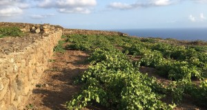 Pantelleria e Chamois, gemelle per la “vite”. Al Vinitaly di Verona il protocollo tra le due città