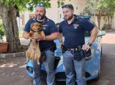 Cane randagio rischia di essere investito in viale Regione Siciliana, salvato dalla polizia
