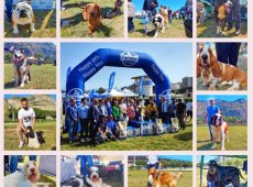 Torna l’esposizione internazionale canina, oltre mille esemplari iscritti al terzo Sicilia Winner