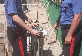 Cane senza acqua e cibo e legato ad una catena, denunciato il ...