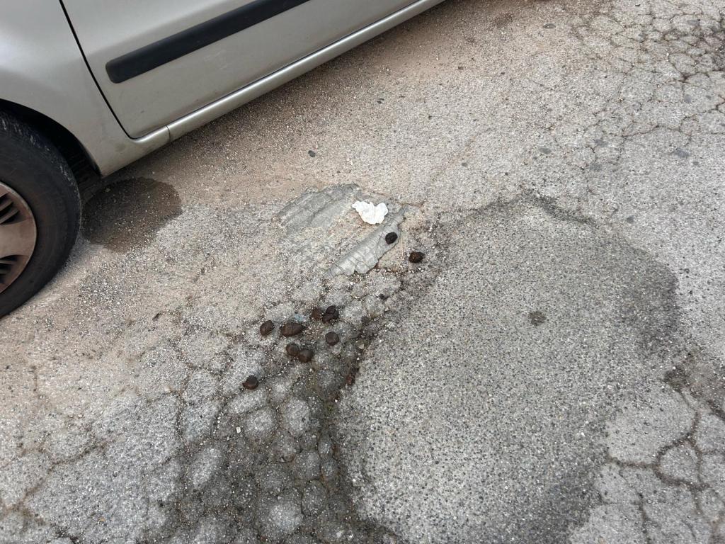 Cacca cani per strada