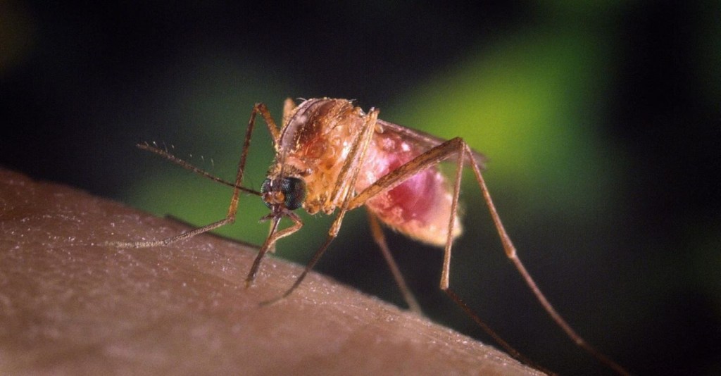 West Nile Virus