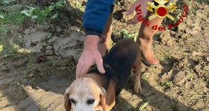 Vigili del fuoco salvano un cane nel Palermitano, era finito sottoterra