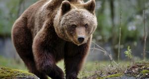 Ancora un orso ucciso sull’asfalto in Abruzzo, “non è accettabile”