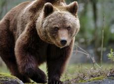 Ancora un orso ucciso sull’asfalto in Abruzzo, “non è accettabile”