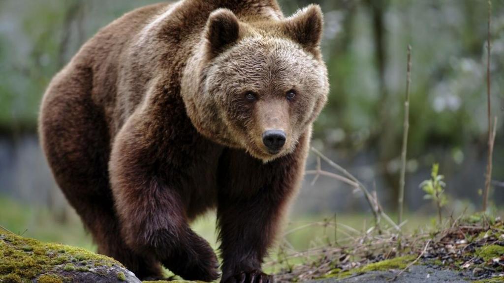 Orso bruno marsicano