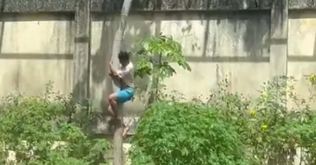 "Voleva vivere in Africa", 19enne entra nel recinto dei leoni in uno zoo e viene ucciso