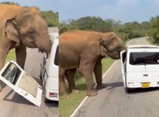 Elefante attacca un minivan durante un safari: il video dell’assalto