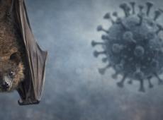 Virus Nipah in India, cosa sappiamo sui nuovi casi e sui rischi reali