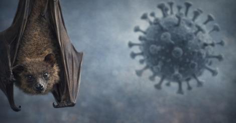 Virus Nipah in India