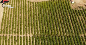 Traffico di marijuana dieci condanne tra il palermitano e il nisseno