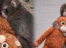 Punch, il macaco che si aggrappava a un peluche ha trovato una nuova “madre”