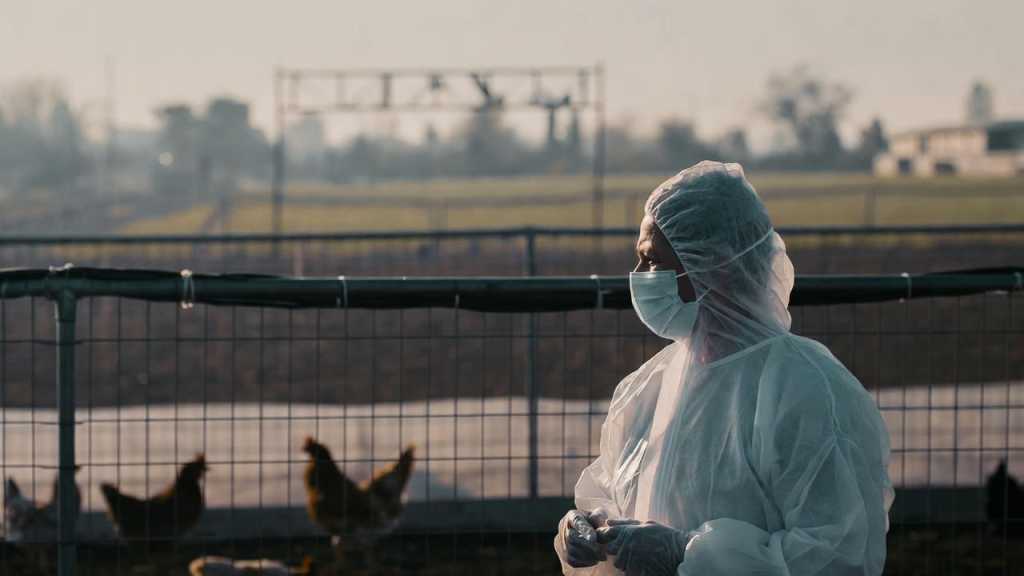 Operatore sanitario osserva galline in allevamento per controlli legati a infezioni aviaria