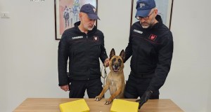Scoperti due chili di cocaina grazie al pastore belga Nadia, arrestato un uomo a Palermo